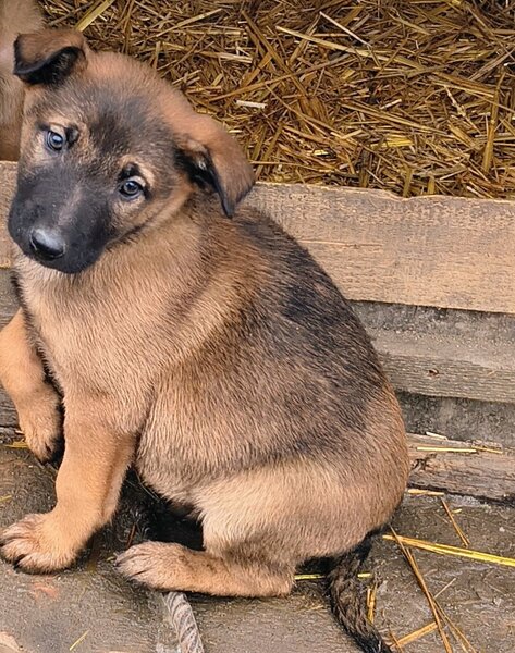 Ciobanesc belgian Malinois
