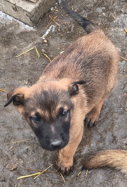 Ciobanesc belgian Malinois