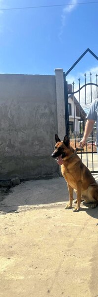 Ciobanesc belgian Malinois