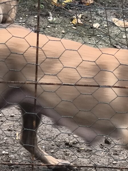 Ciobanesc belgian Malinois