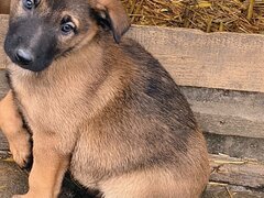 Ciobanesc belgian Malinois