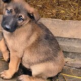 Ciobanesc belgian Malinois
