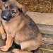 Ciobanesc belgian Malinois